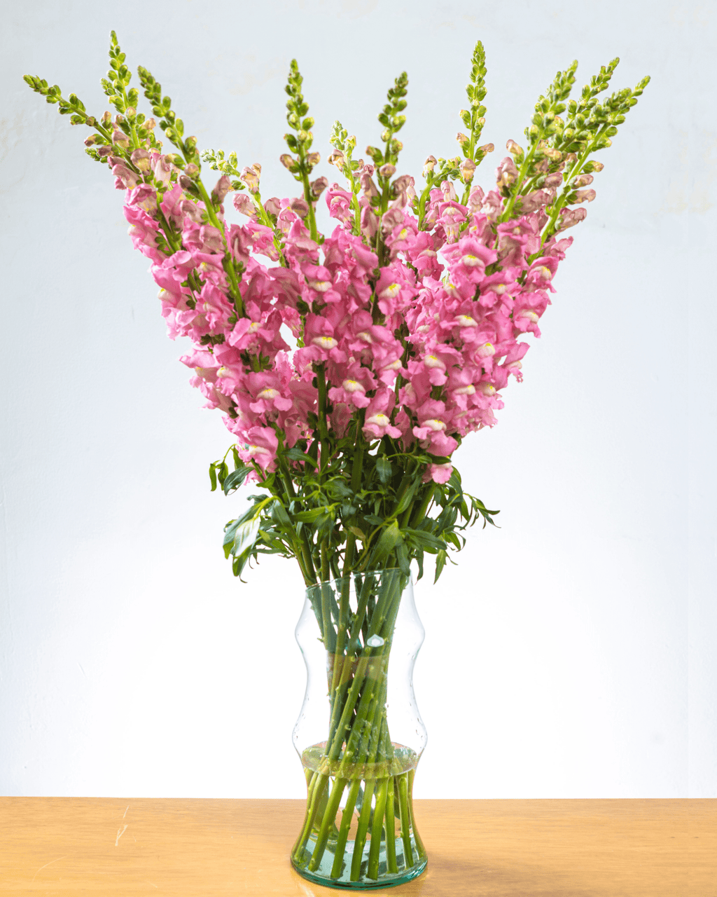 Ramo de Snapdragon (25 tallos) - FLORES DE LA PLAZOLETA