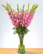 Ramo de Snapdragon (25 tallos) - FLORES DE LA PLAZOLETA