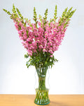 Ramo de Snapdragon