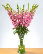 Ramo de Snapdragon