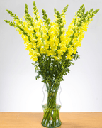 Ramo de Snapdragon (25 tallos) - FLORES DE LA PLAZOLETA