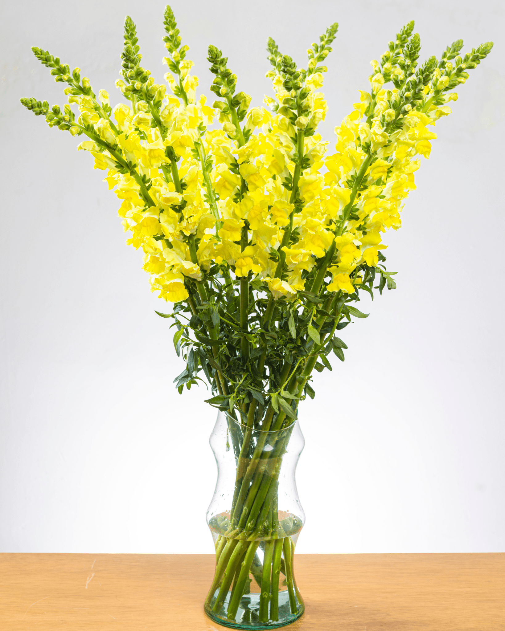Ramo de Snapdragon (25 tallos) - FLORES DE LA PLAZOLETA