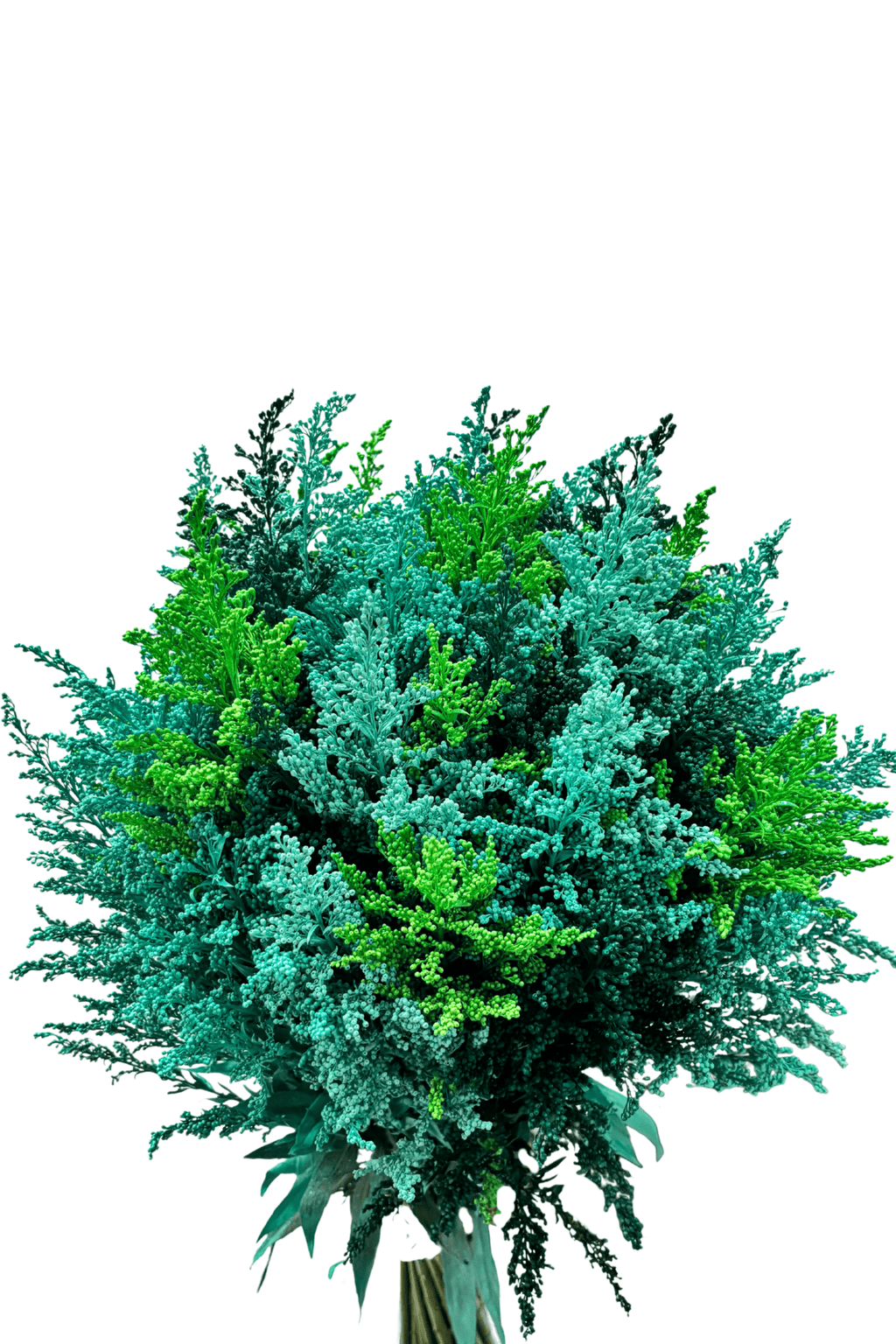 Ramo De Solidago (25 Tallos) - FLORES DE LA PLAZOLETA