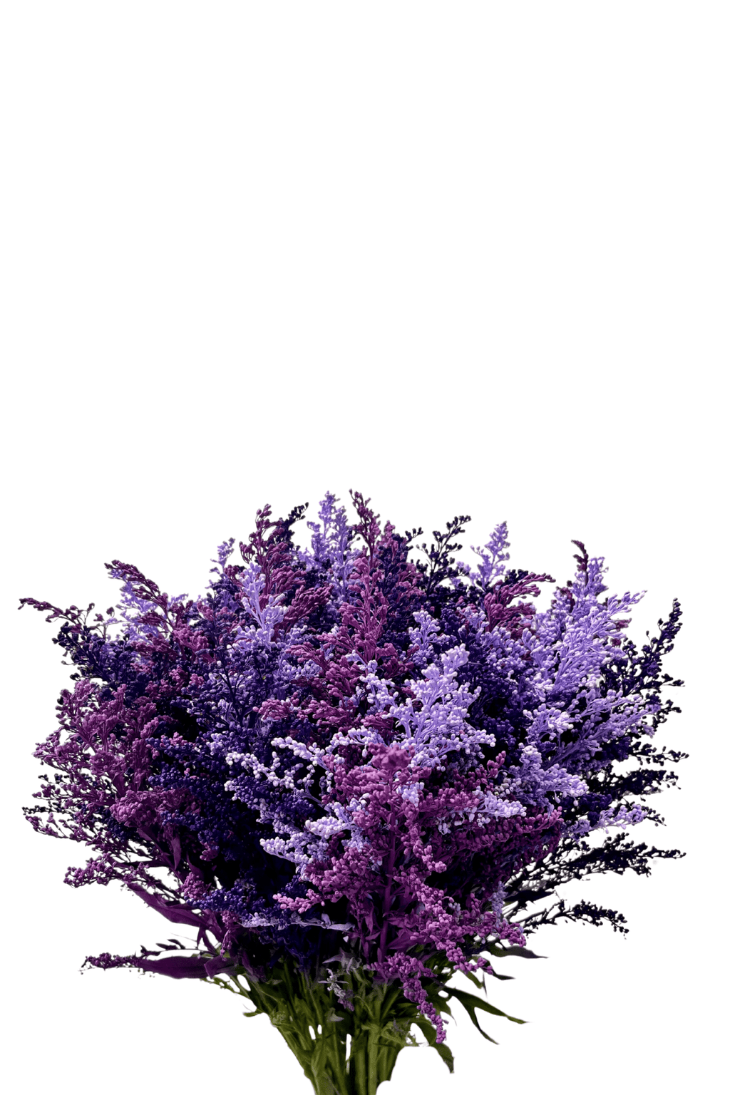 Ramo De Solidago (25 Tallos) - FLORES DE LA PLAZOLETA