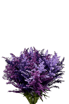 Ramo De Solidago (25 Tallos) - FLORES DE LA PLAZOLETA