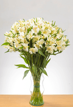 Suscripción Mensual - FLORES DE LA PLAZOLETA