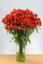 Suscripción Mensual - FLORES DE LA PLAZOLETA