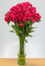 Suscripción Mensual - FLORES DE LA PLAZOLETA