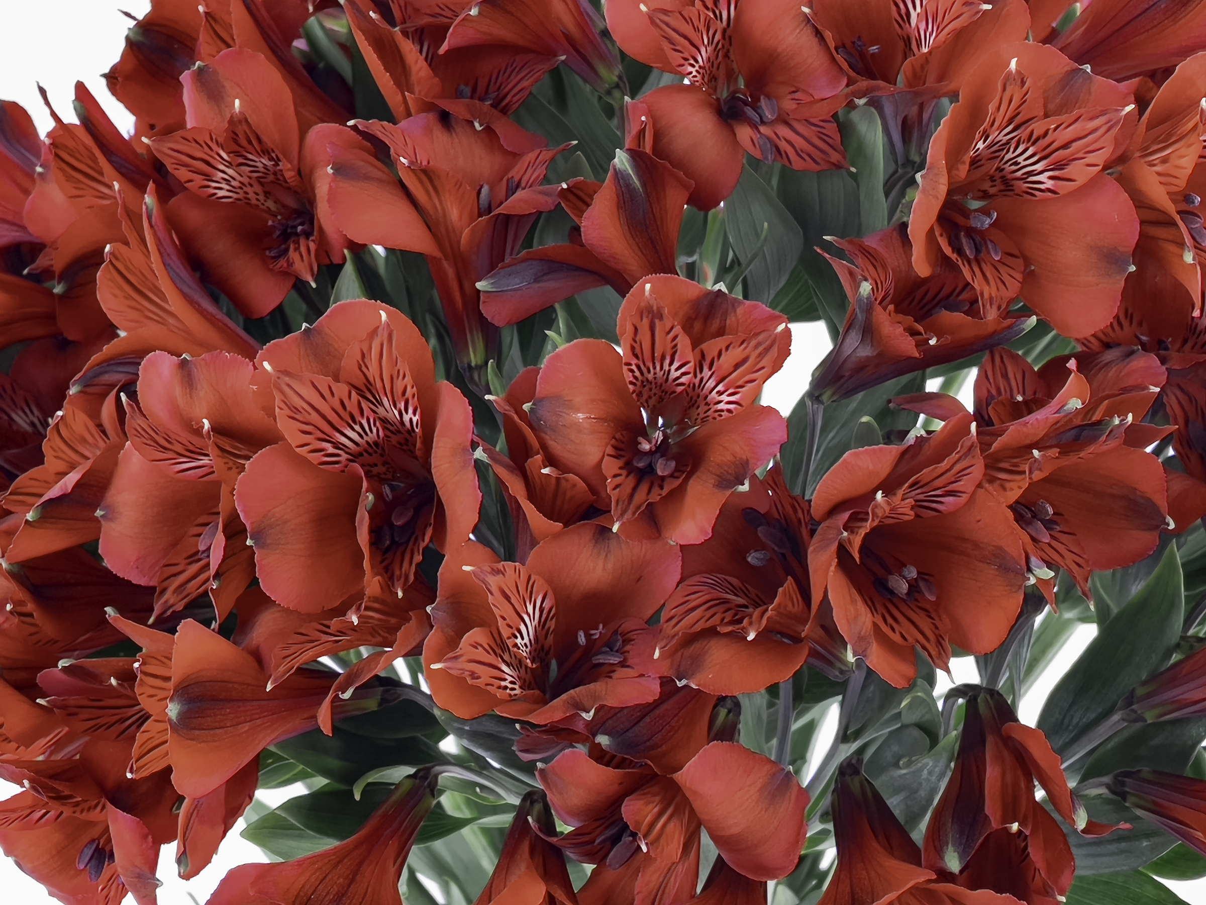 Alstroemeria Roja x 25 tallos - Flores de la Plazoleta