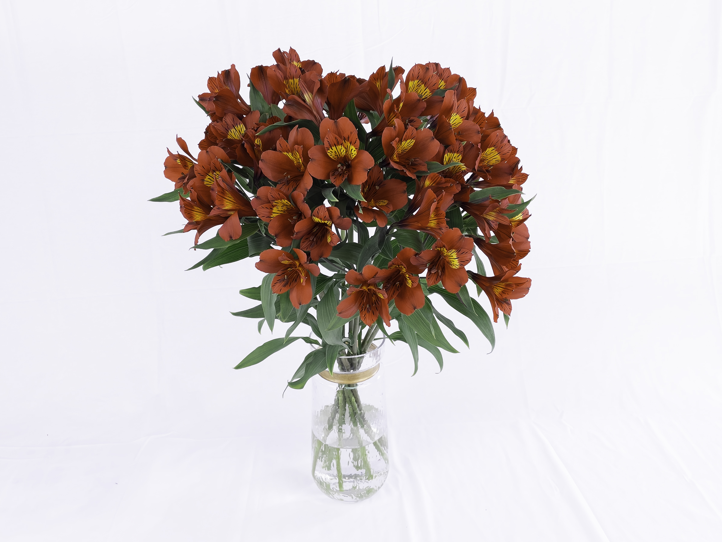 Alstroemeria Naranja x 10 tallos - Flores de la Plazoleta