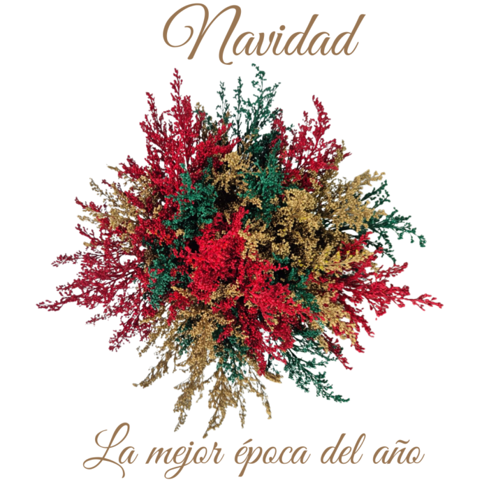 Solidago Noche Buena x 25 tallos - Image 3